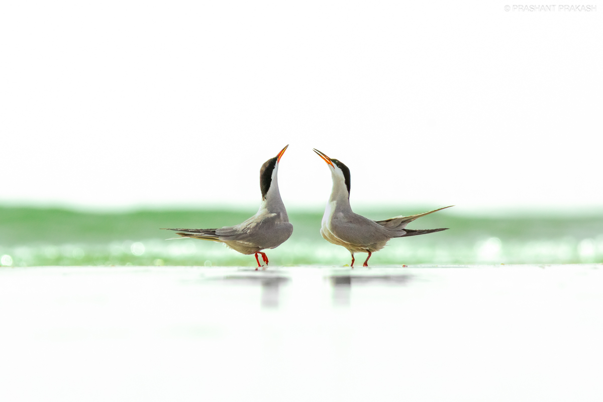 Terns color bcg.jpg