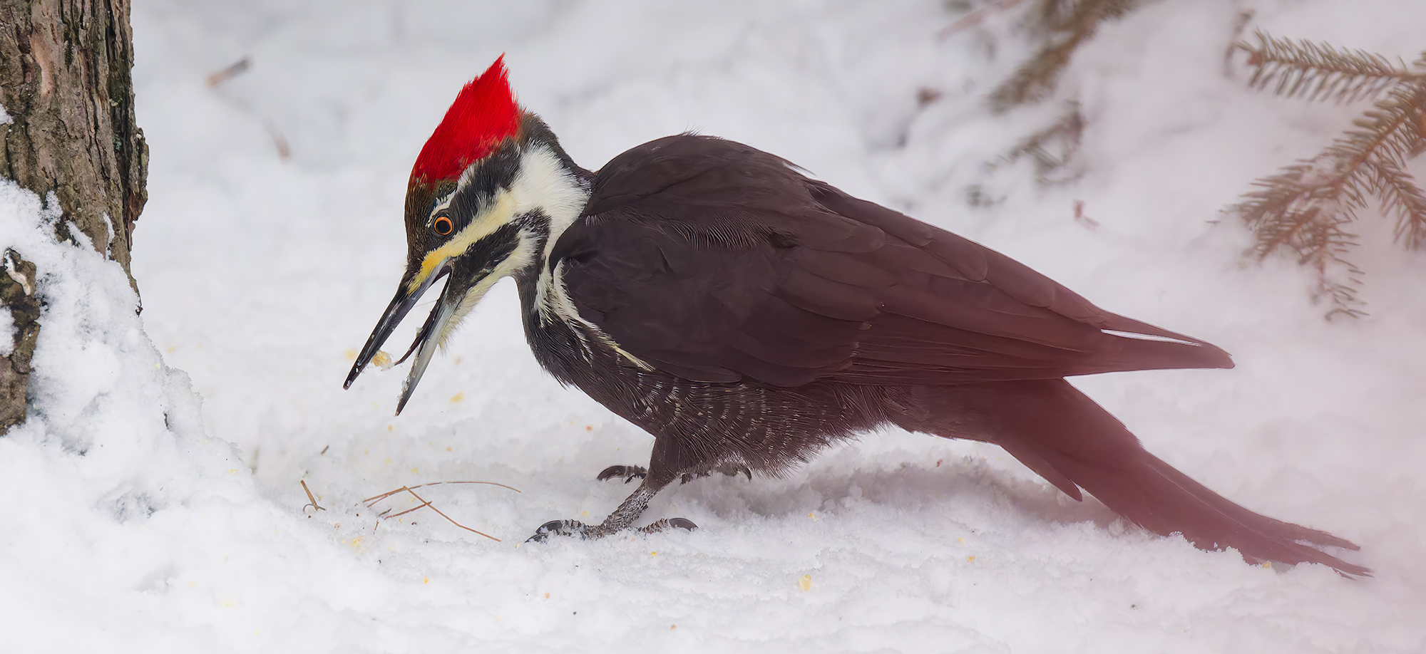 The flip...Mrs Pileated in snow 8745.jpg