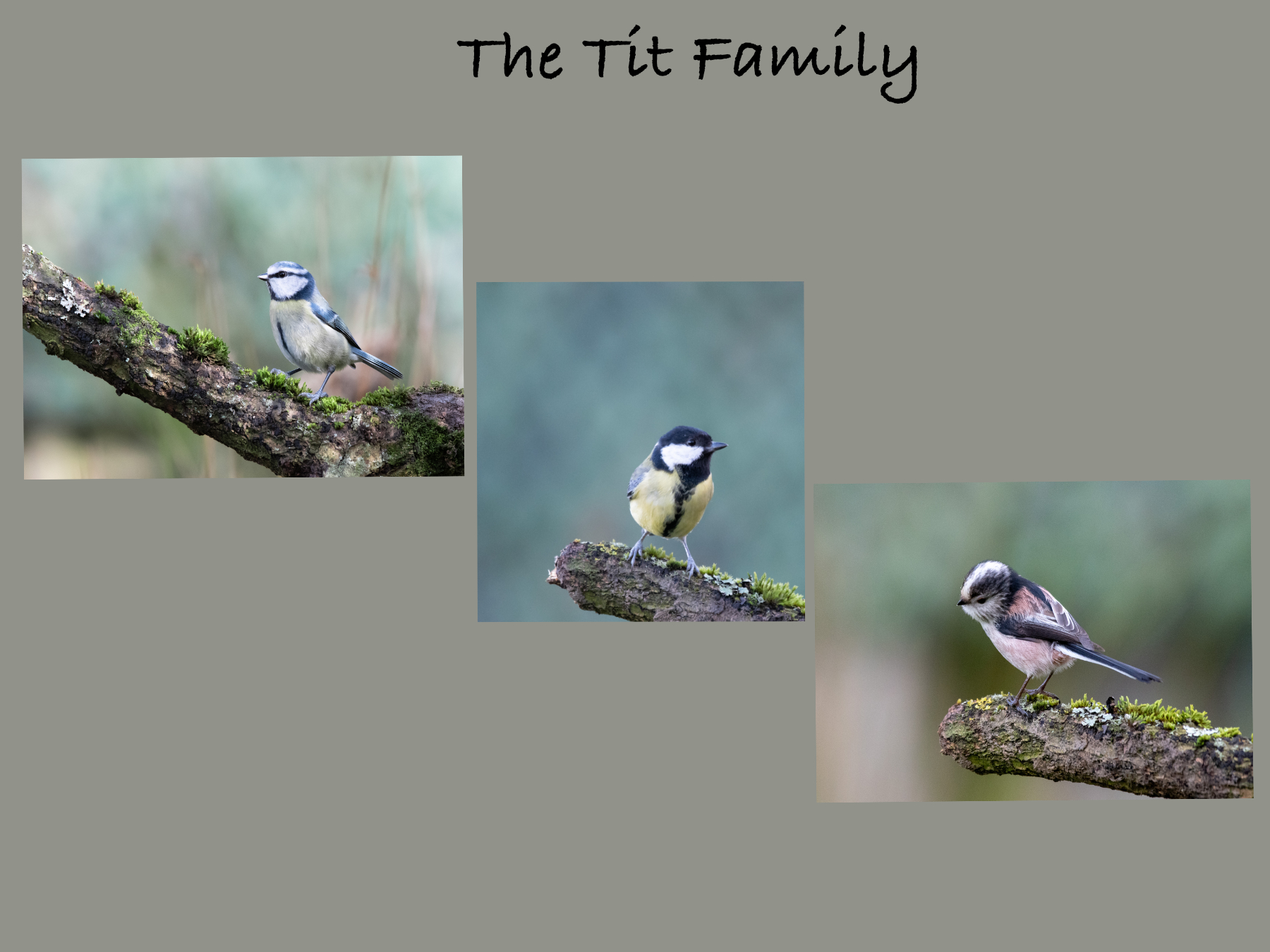 The Tit Family.jpg