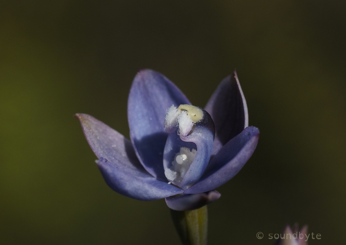 Thelymitra atronitida_281121_1_CG.jpg