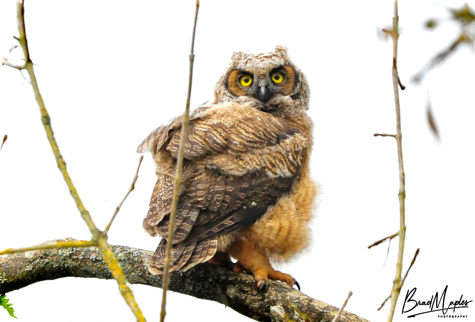 THIS OWLET IS ONE OF TWO RECENTLY HATCHED @ THE RIDGEFIELD WILDLIFE REFUGE & WAS VERY ACTIVE T...jpg