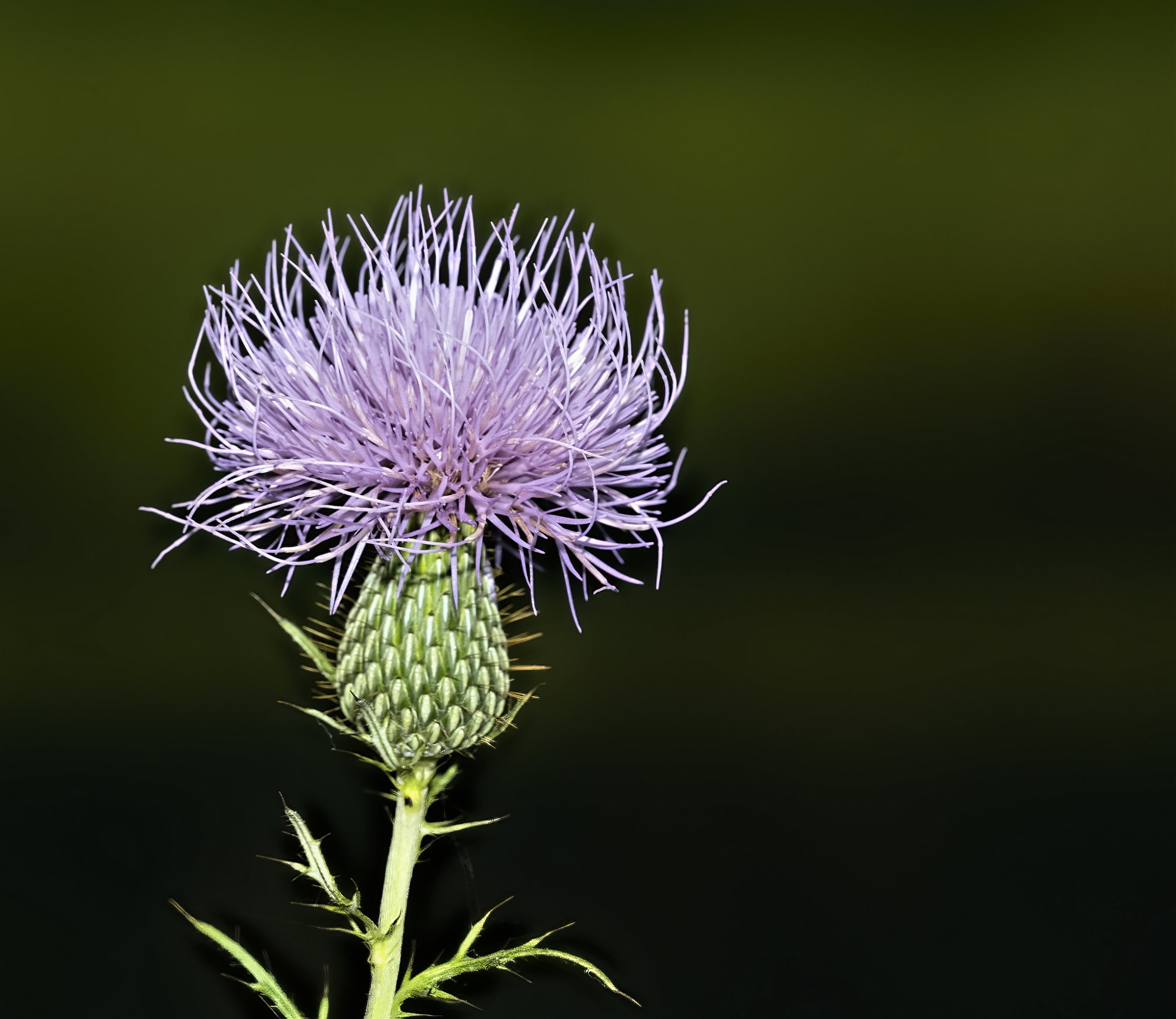 Thistle for web 4Sep2020.jpg