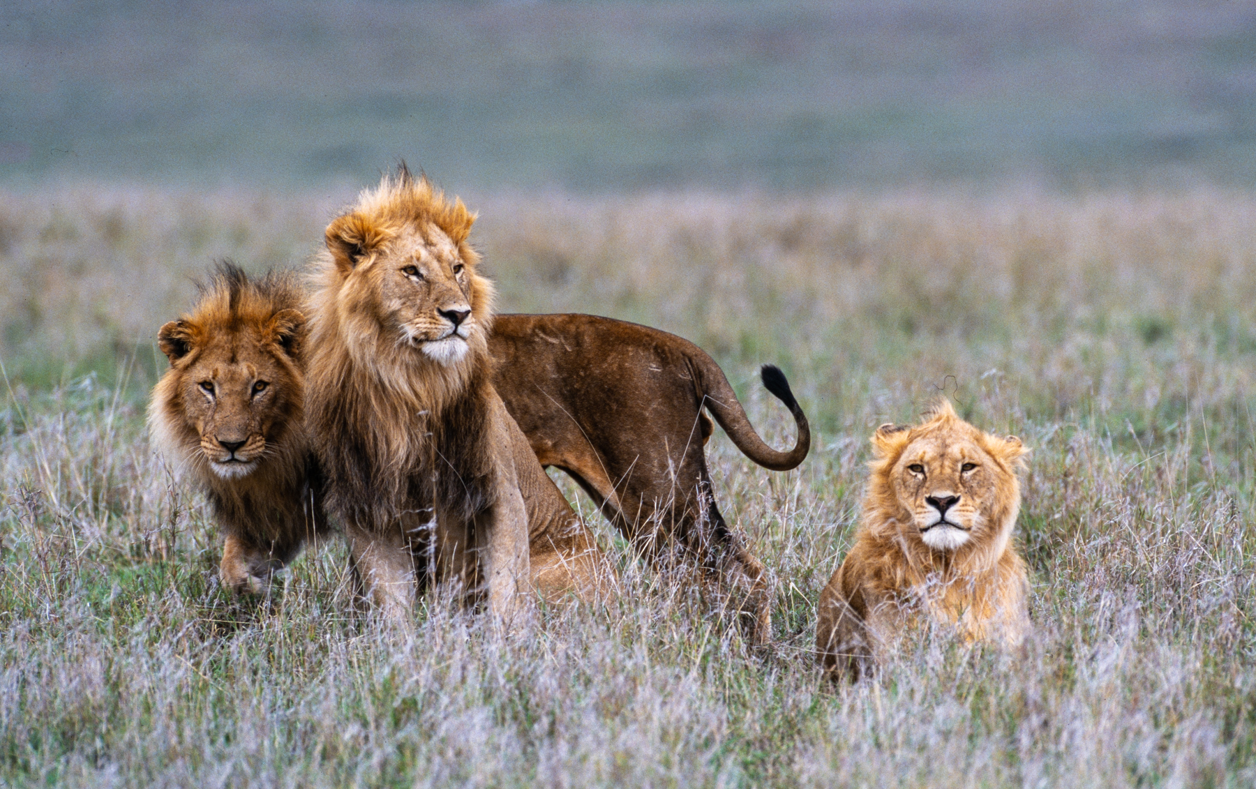 Three male lions-1215.jpg