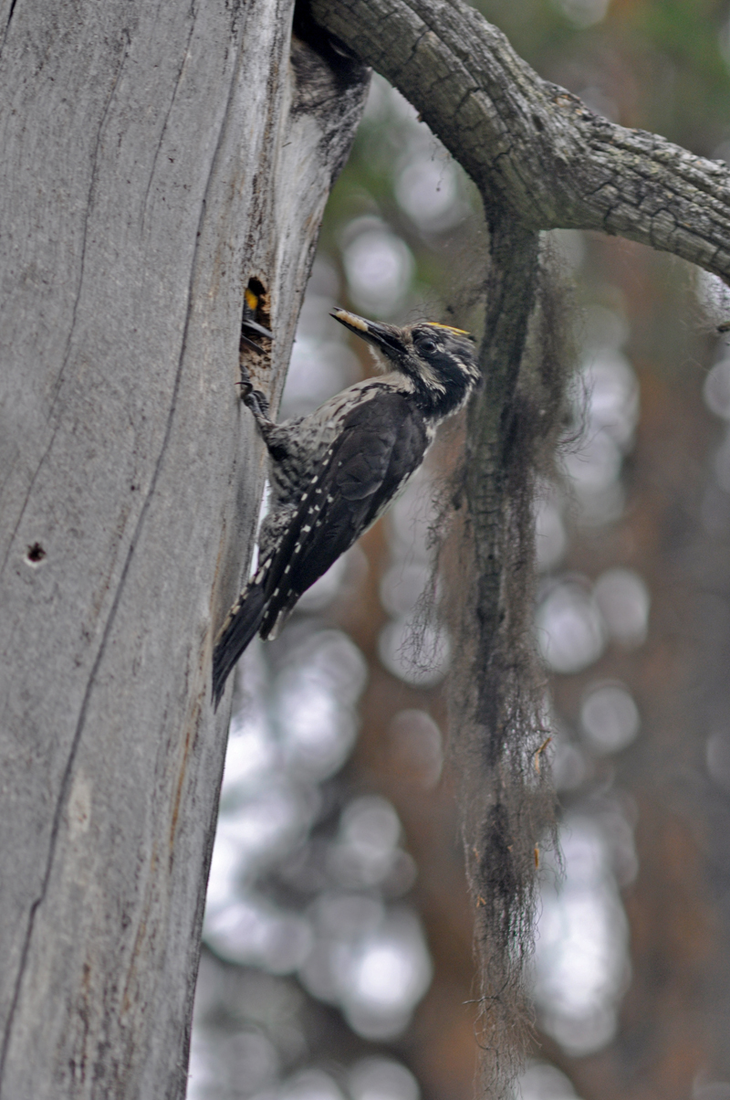 Three-toed Woodpecker.jpg