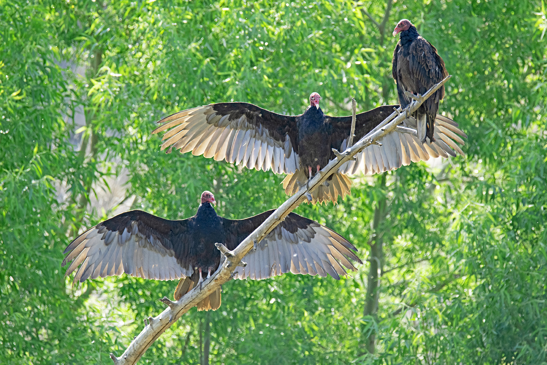 THREE TURKEY VULTURES IN A TREE A _DSC2602.jpg