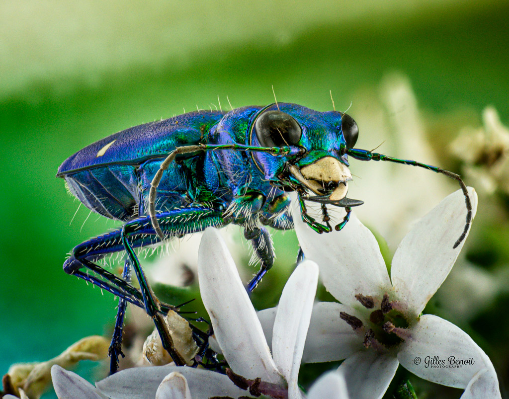 Tiger Beetle-S40-0658.jpg