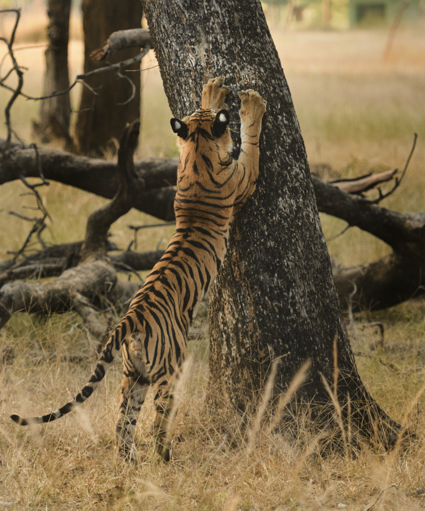 Tiger Cub.jpg