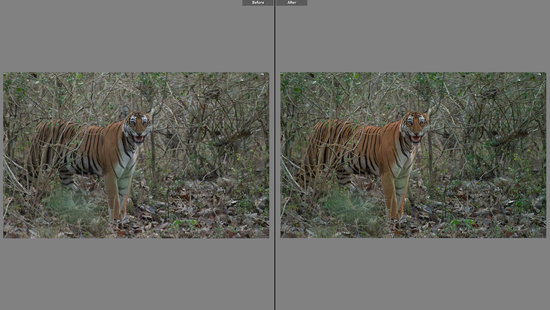 tiger edit.jpg