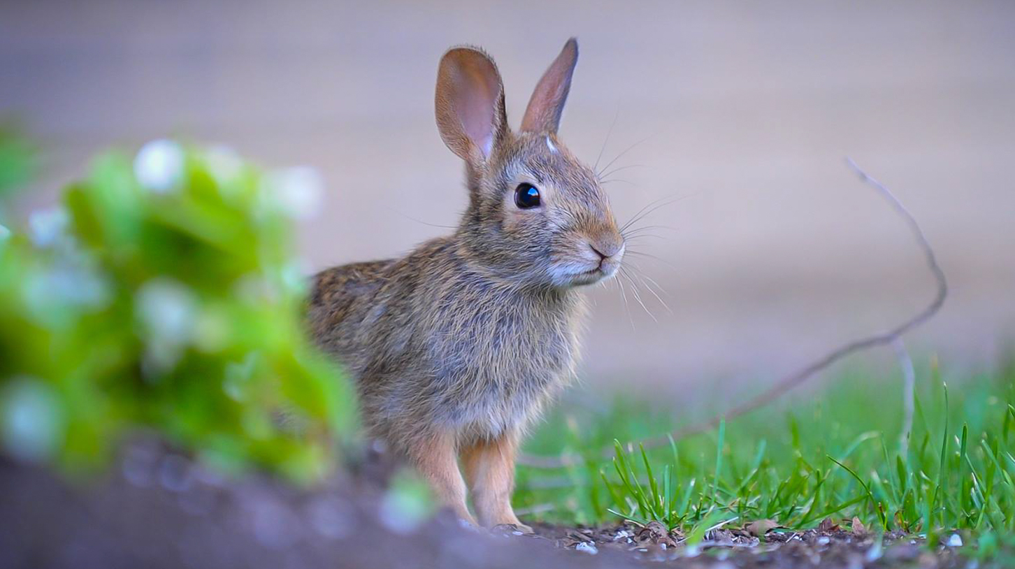 tiny bunny.jpg