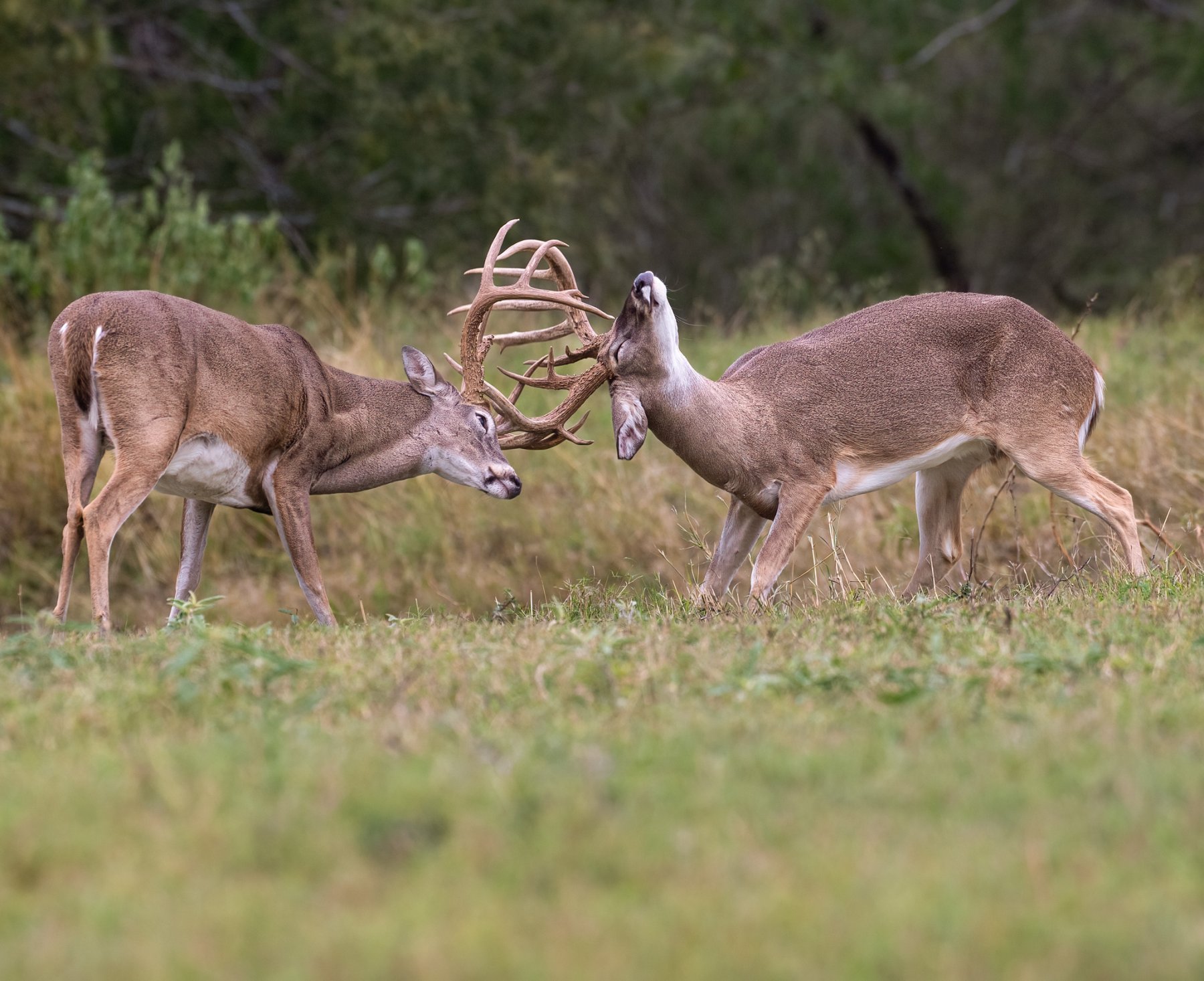 Tipps-Ranch-2022-3208-Edit-2-Edit-2-Edit.jpg