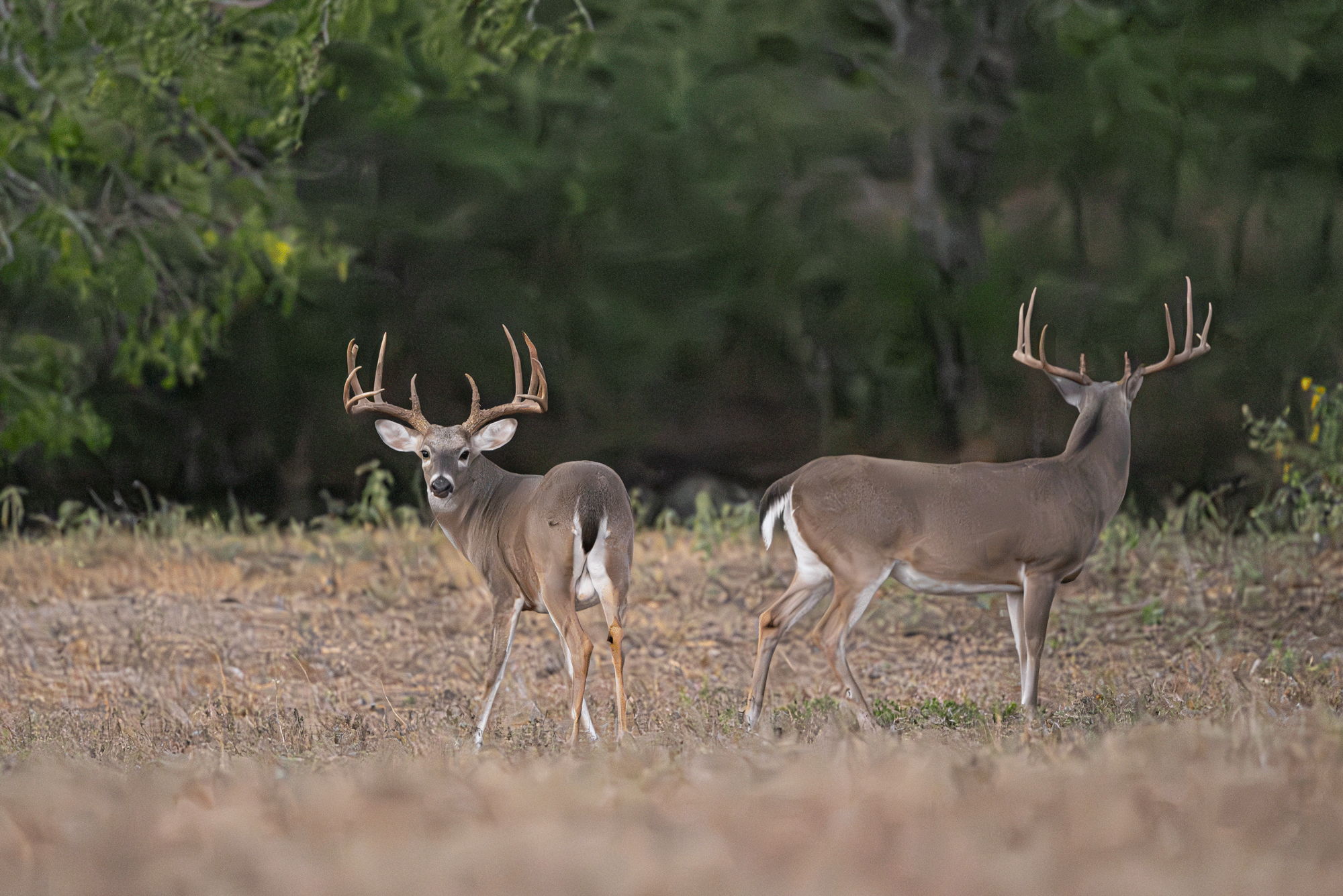 Tipps-Whitetails-10-24-357-Enhanced-NR.gif