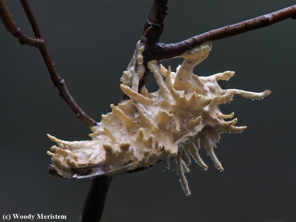 Torrubiella Fungus.JPG