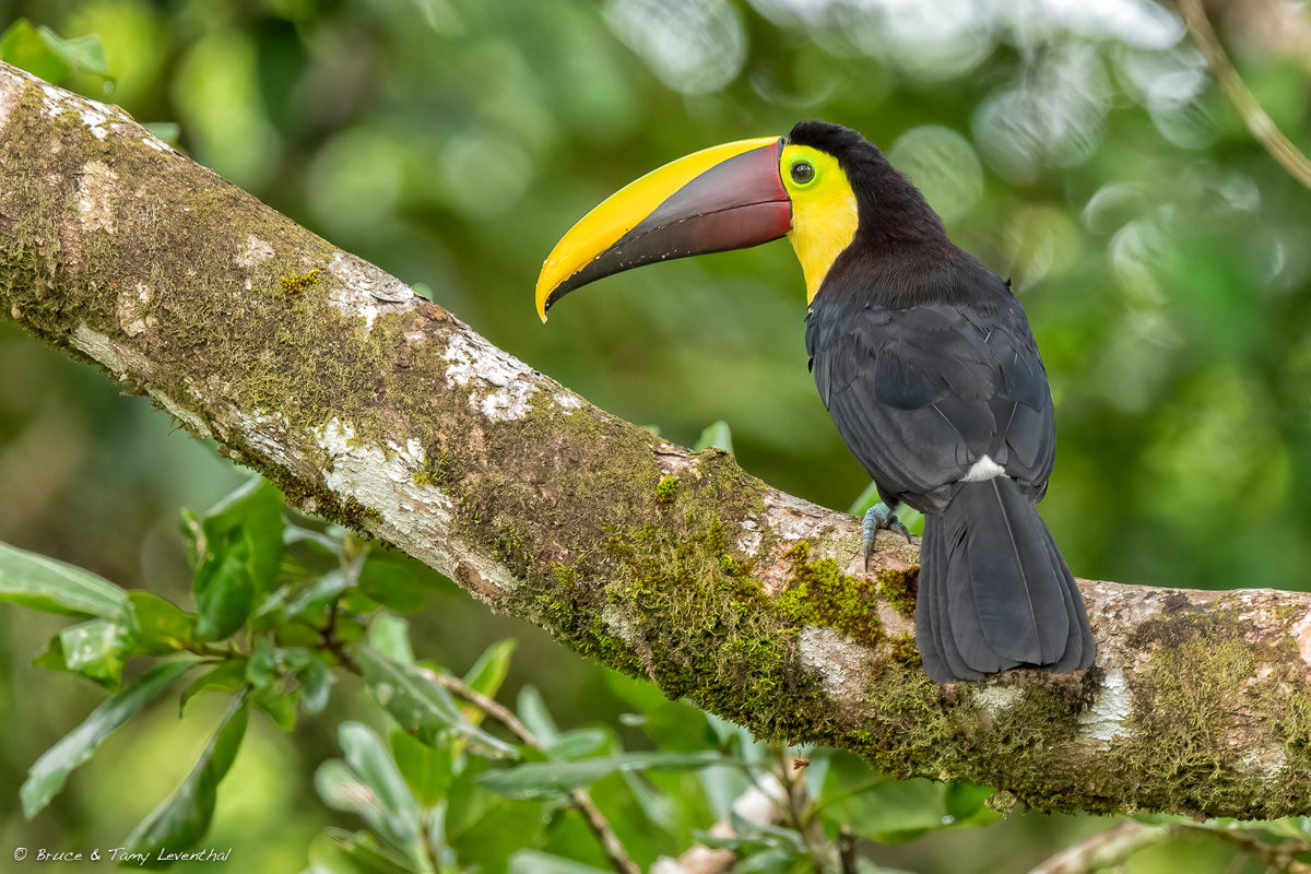 Toucan_LEV4496-EditB.jpg