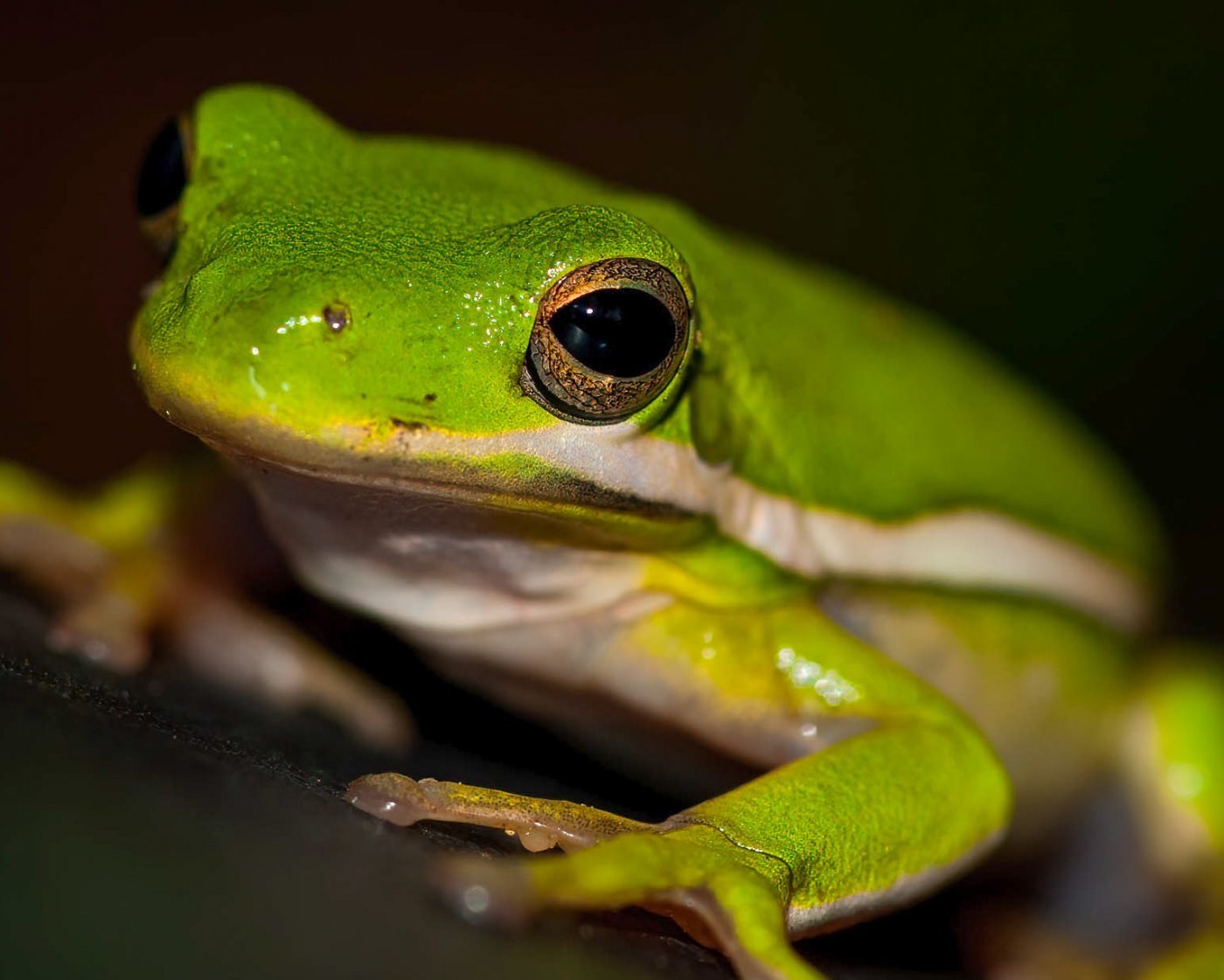 Tree Frog Eye-1.jpg