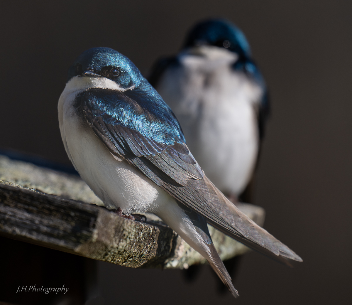 Tree Swallows.jpg