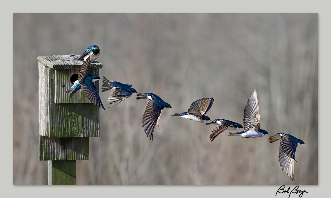 Tree-Swallows.jpg