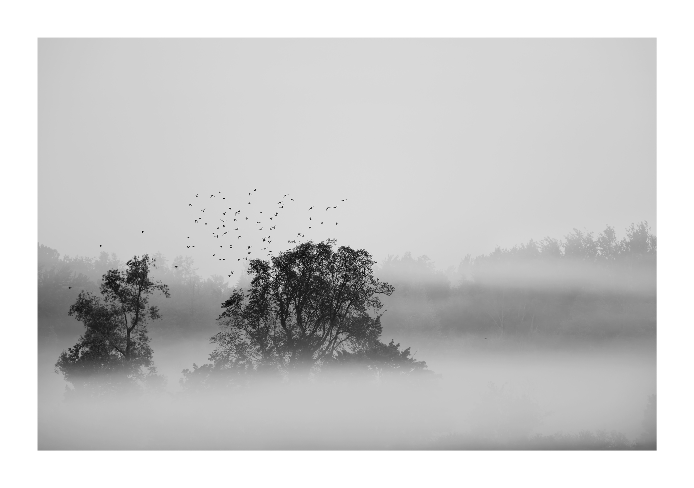 trees-fog-bitds_Original.jpeg