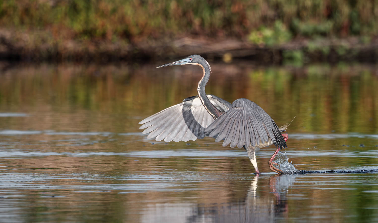 Tricolor heron Racing_.jpg