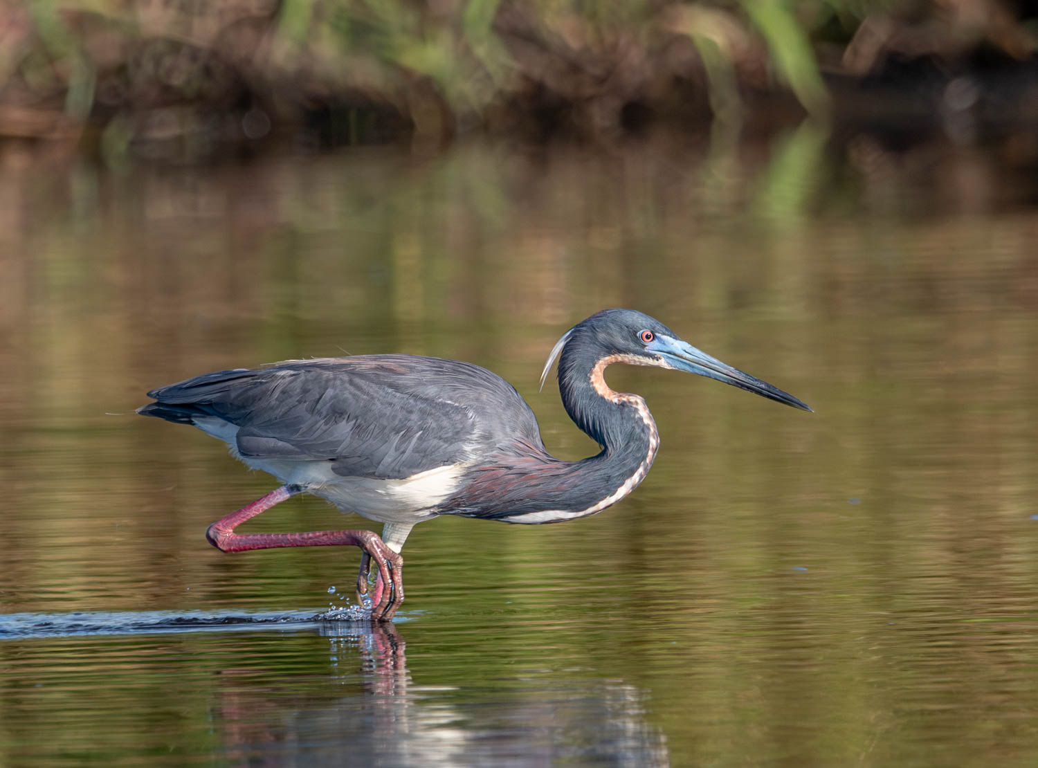 Tricolor Heron with leg raised 2.jpg