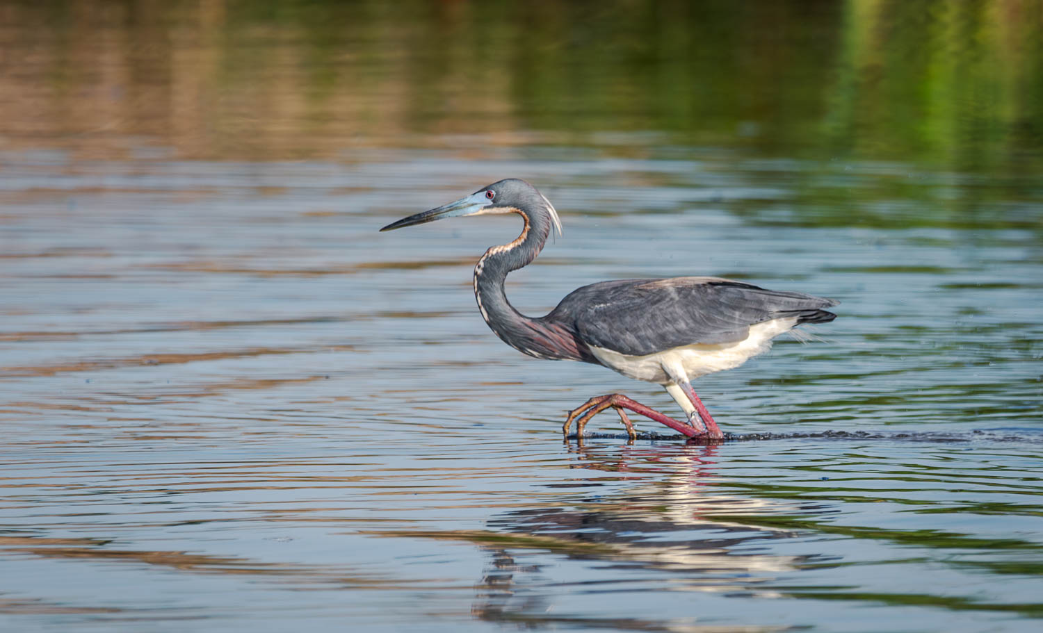 Tricolor Heron with leg raised_.jpg