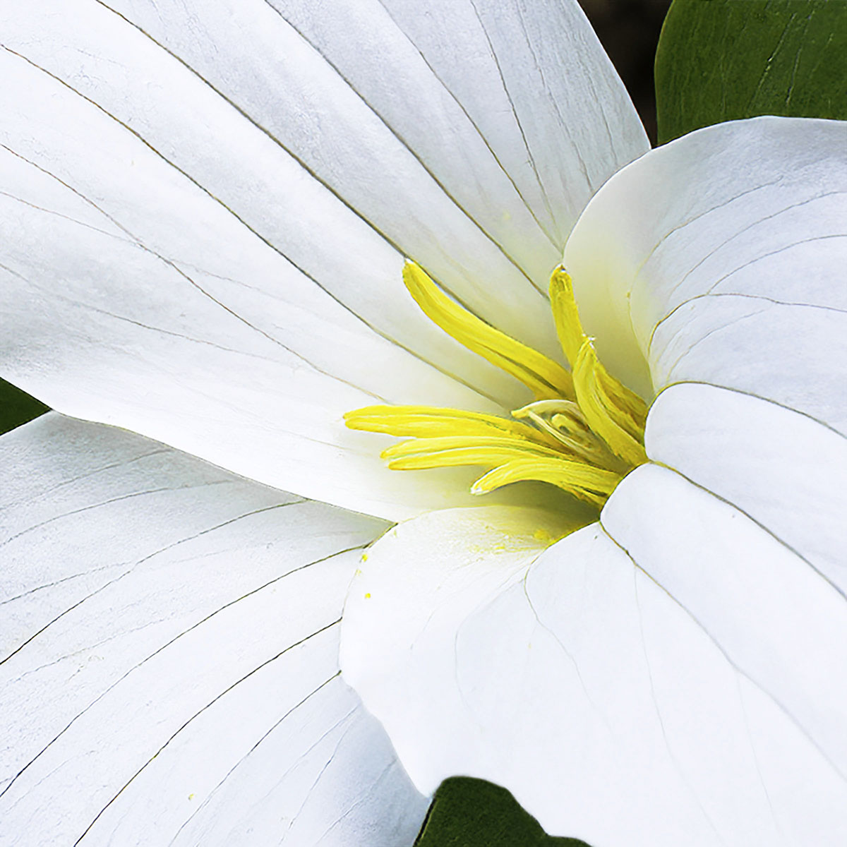 Trillium_Resized.jpg