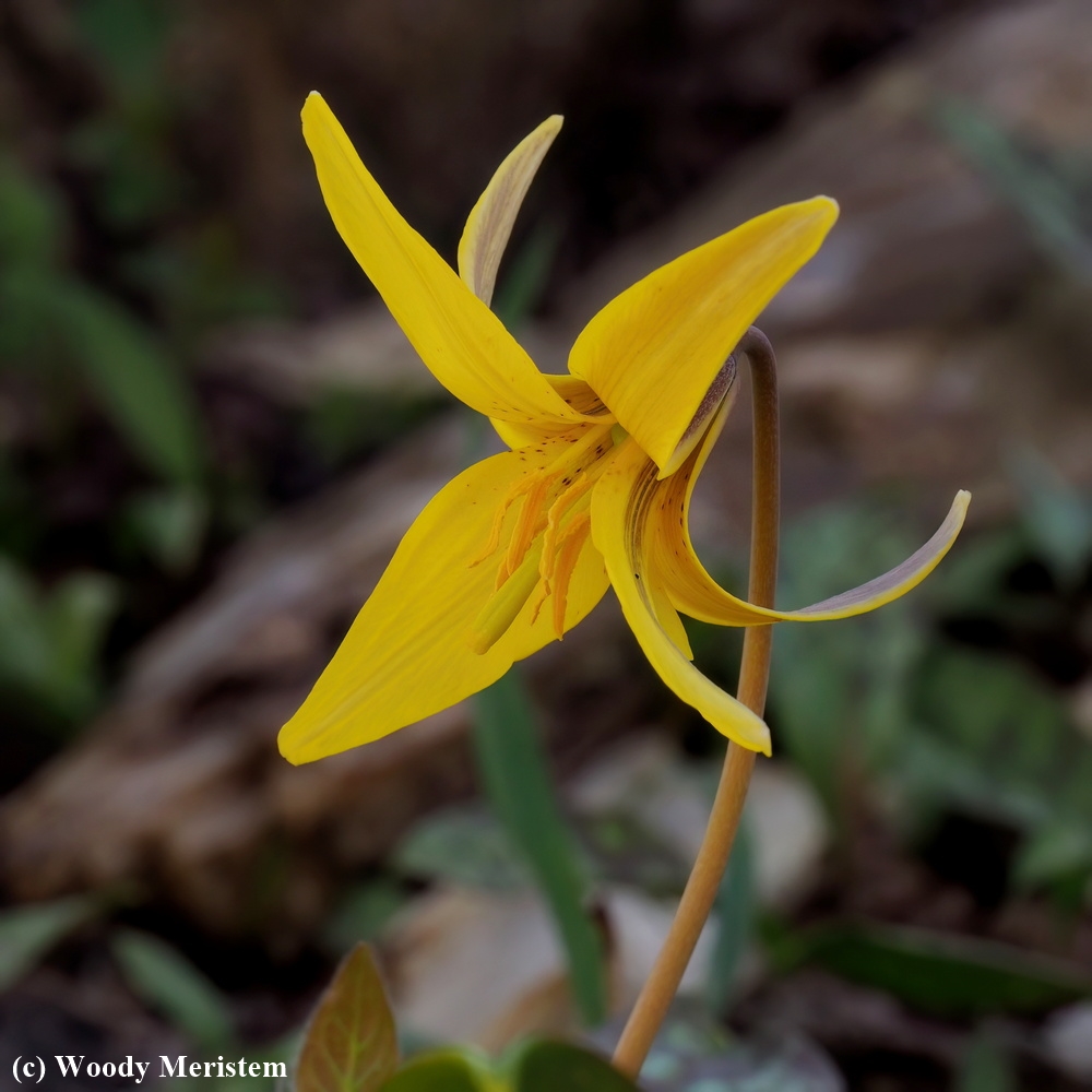 Trout-lily.JPG