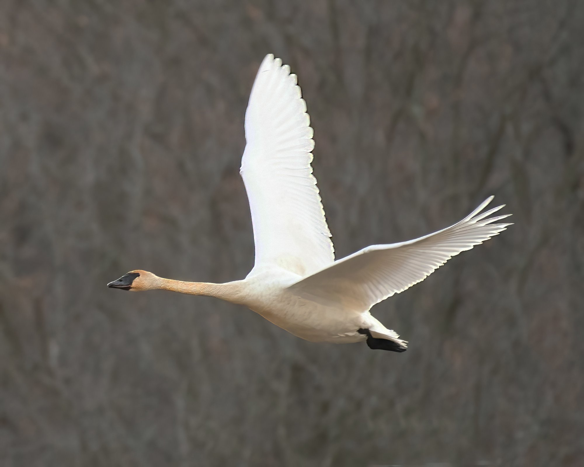 Trumpeter in flight 12_22_2020.jpg