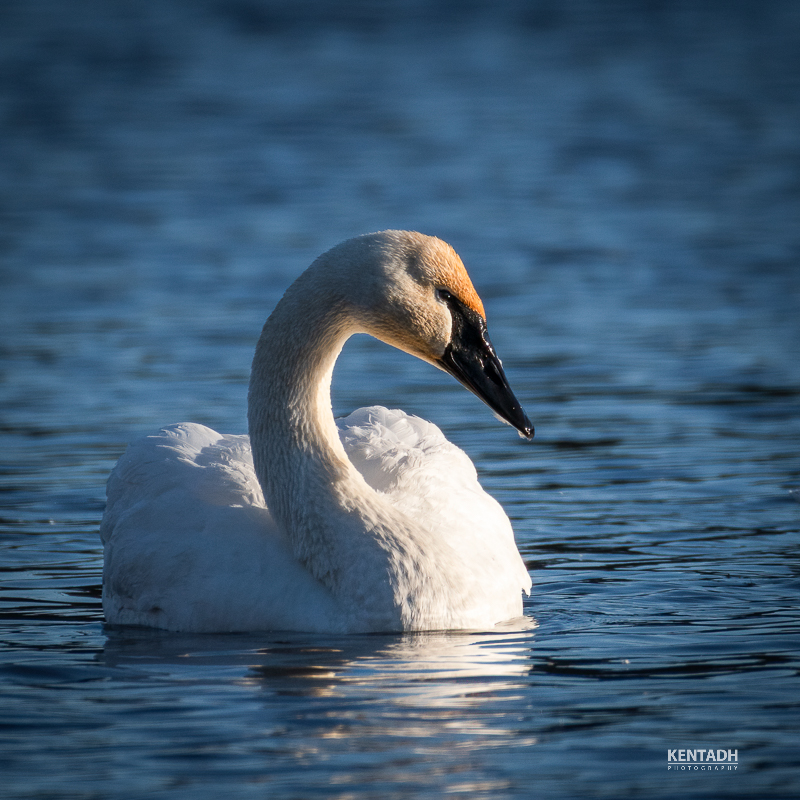 Trumpeter Swan-1-2.jpg