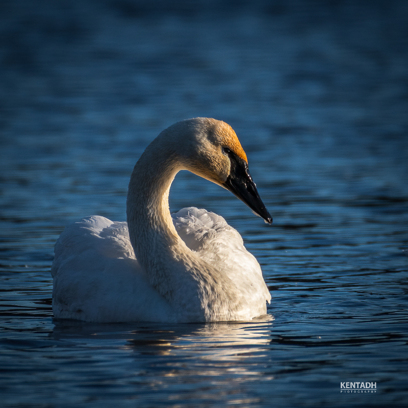 Trumpeter Swan-1-2.jpg