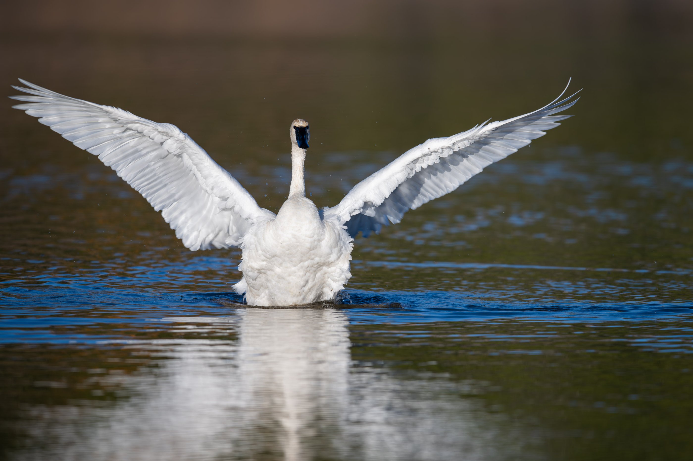 Trumpeter Swan.jpg