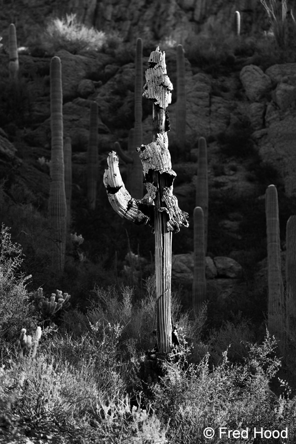 Tucson Mountain Park focus stack Z8 498_499 bw.jpg