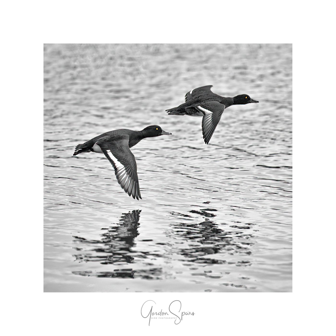 Tufted Duck 17.jpg