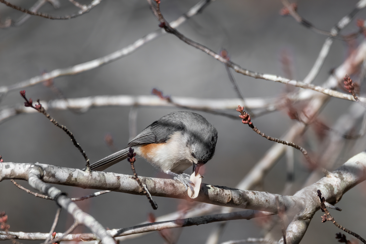 Tufted Titmouse eating peanut - 2023-01-07.jpg