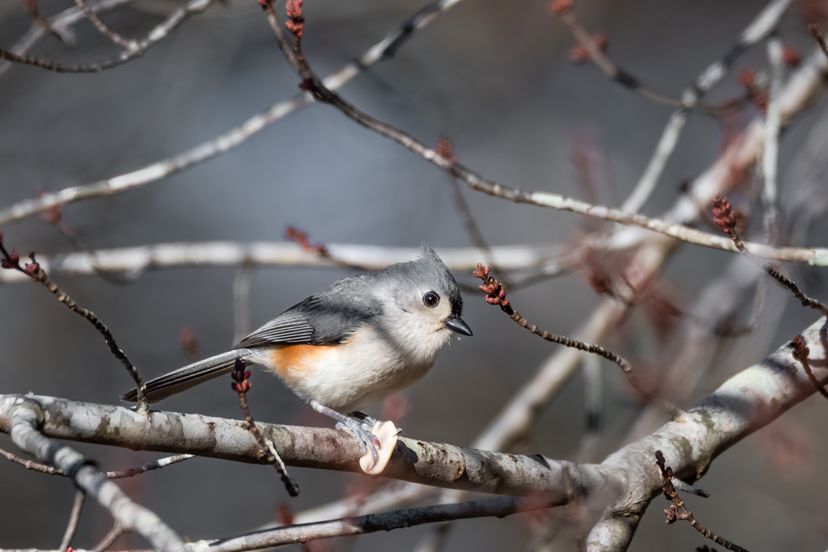 Tufted Titmouse with peanut - 2023-01-07.jpg