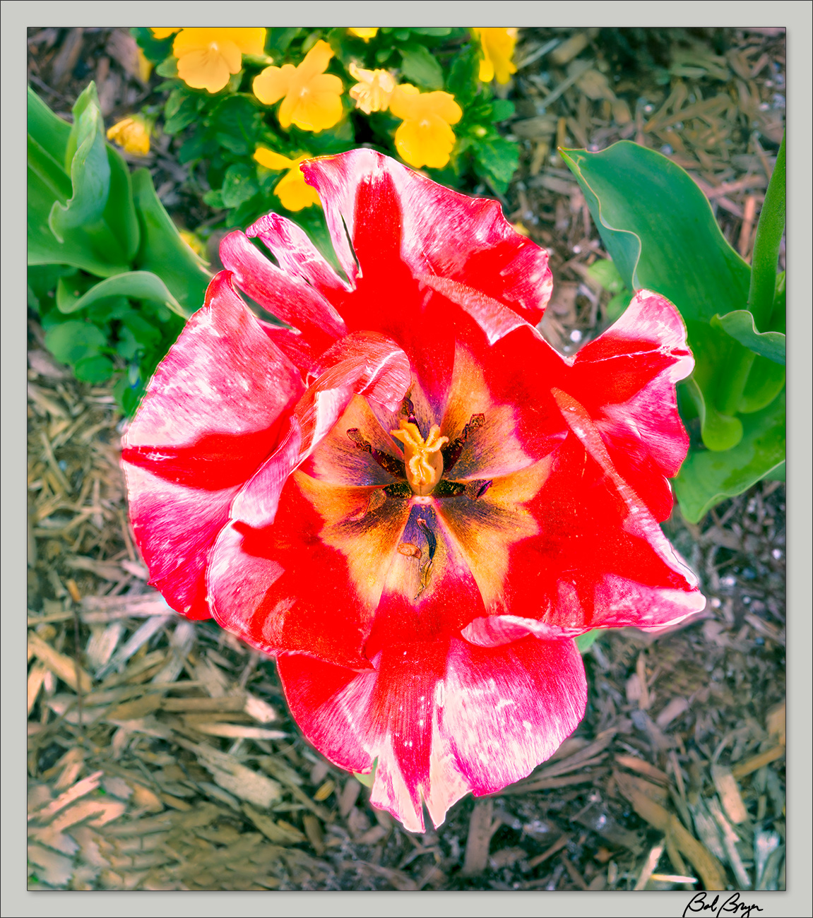 tulip-2.jpg