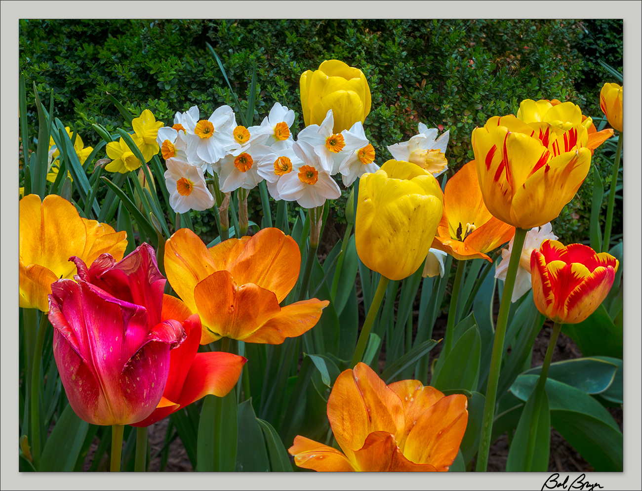 tulip-tilt-2.jpg