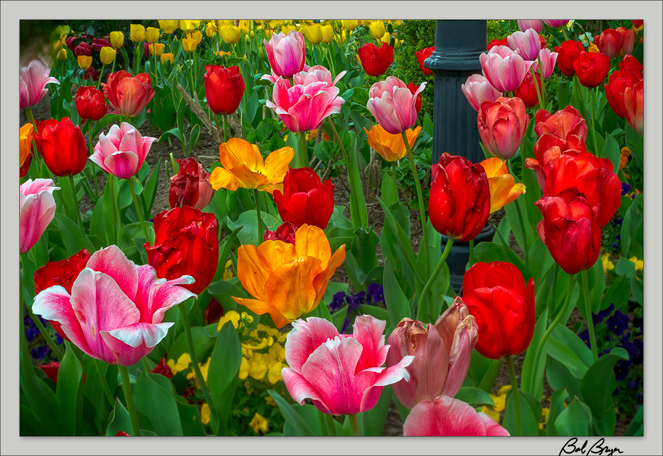 tulip-tilt-3.jpg