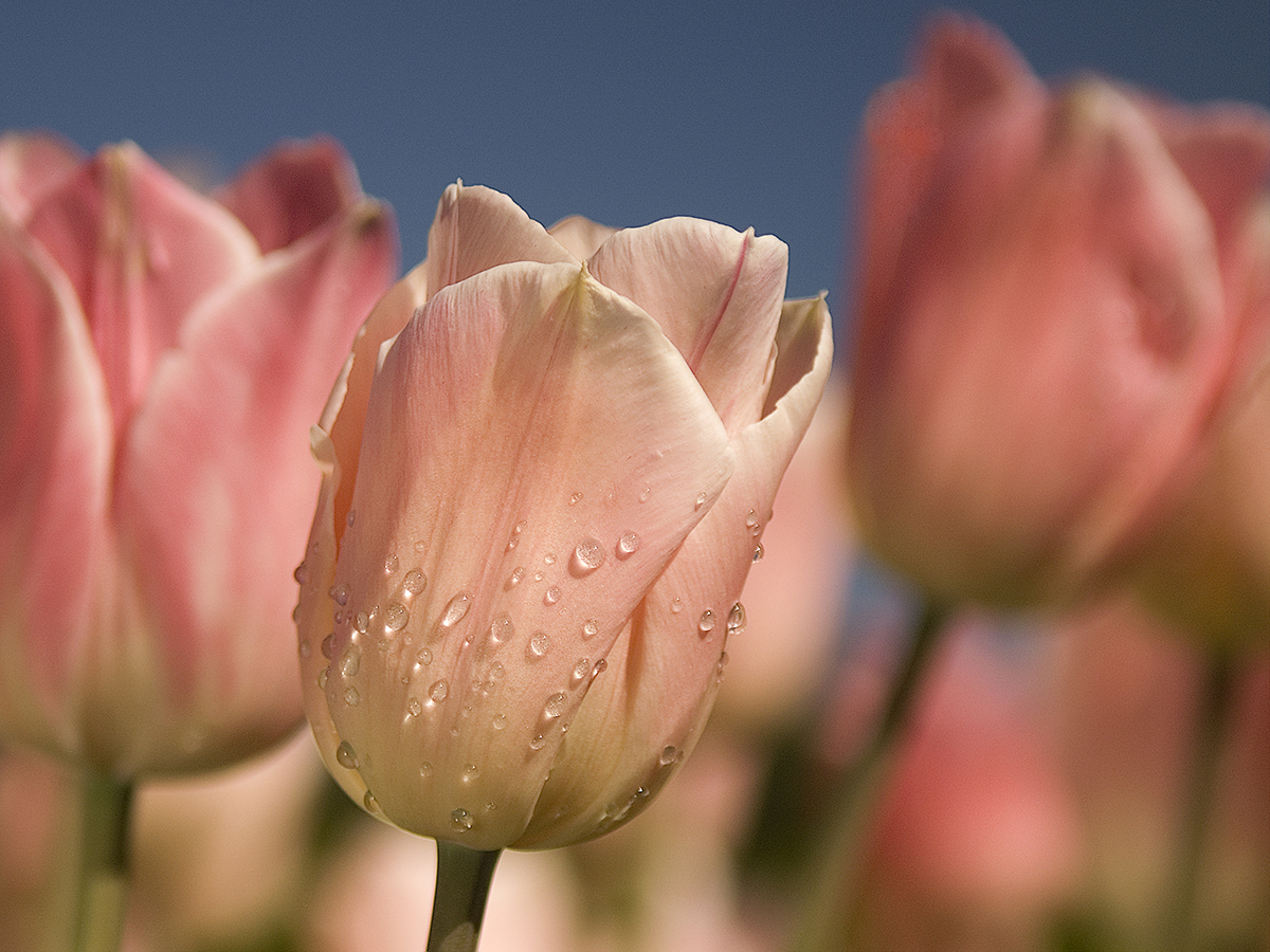 Tulips -NY Botanical Garden.jpg