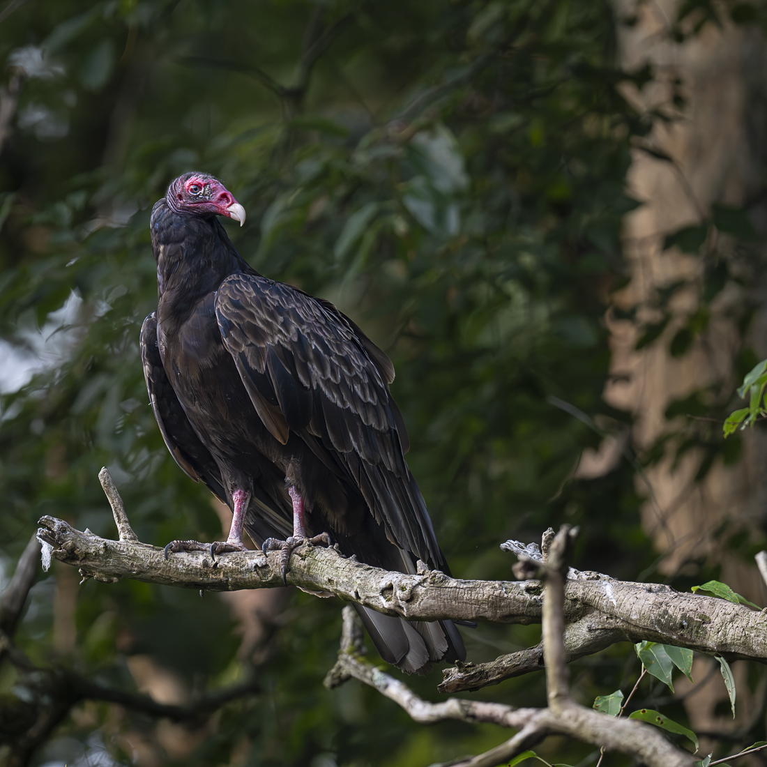 Turkey Vulture perched sized.jpg