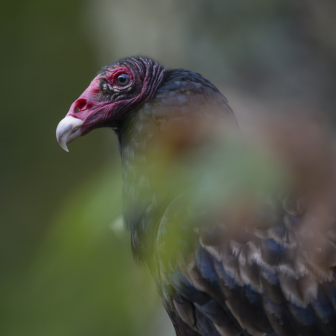 Turkey Vulture portrait sized.jpg