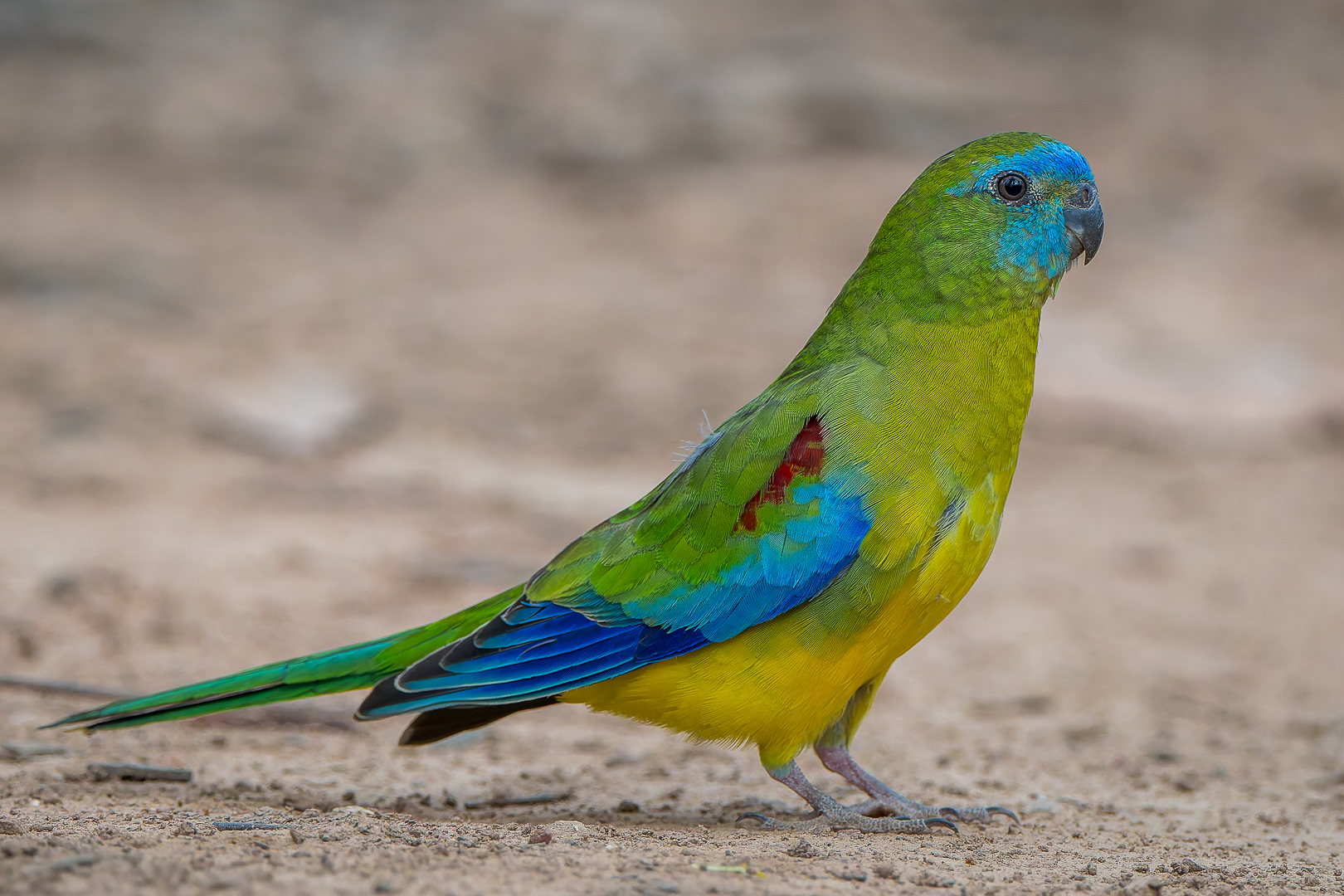 Turquoise Parrot.jpg