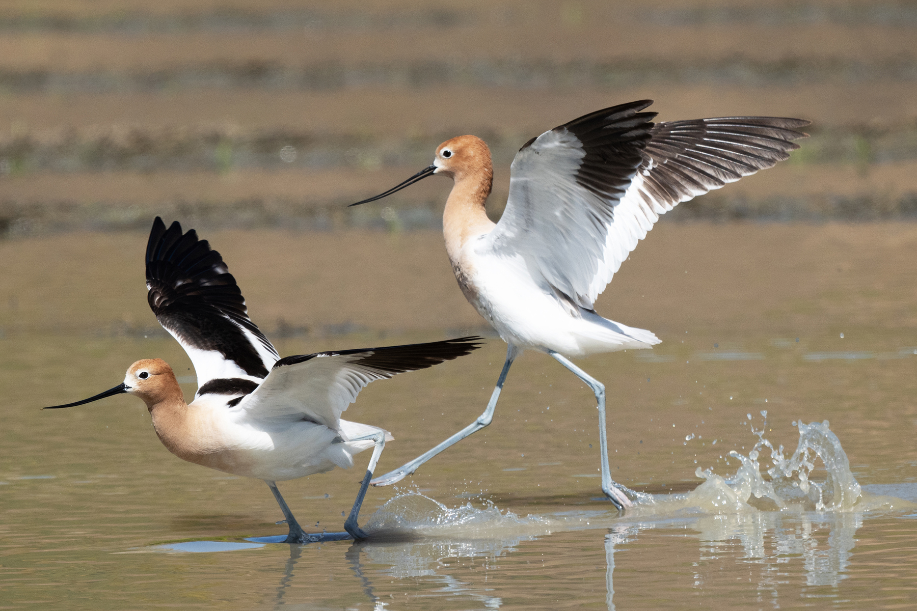 TWO AVOCETS TAKE FLIGHT _DSC3002.jpg