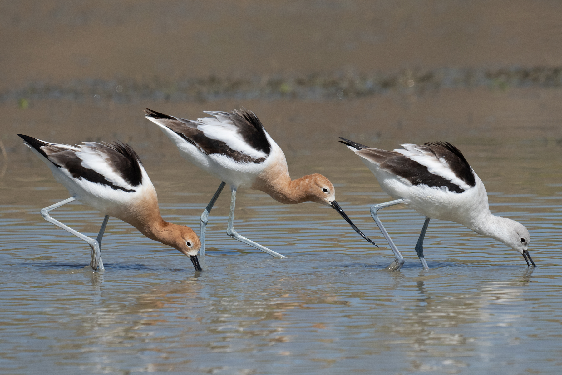 TWO BROWN AND ONE GRAY AVOCET _DSC2771.jpg