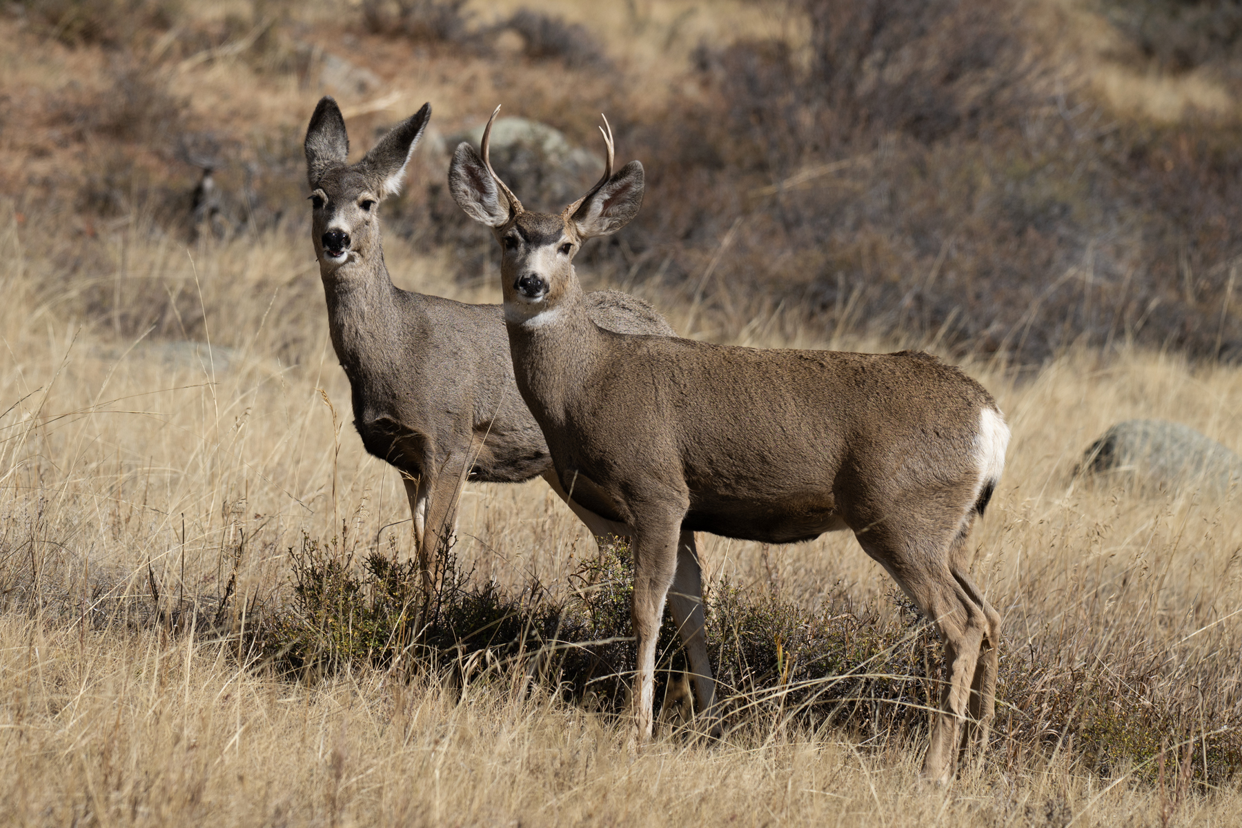 TWO DEER LOOK THIS WAY RMNP 11 01 2024 _DSC9489.jpg