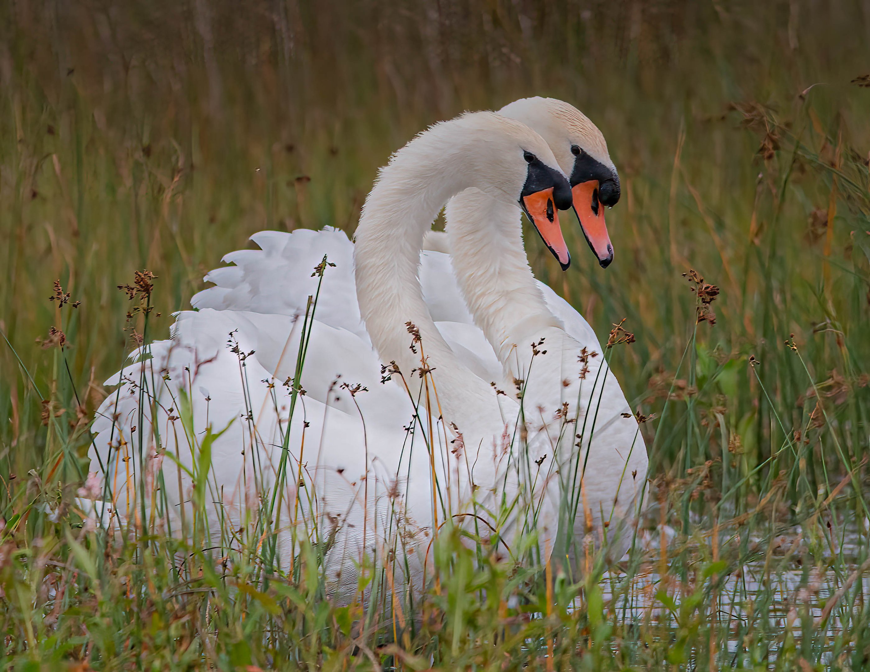 Two Swans (1 of 1).jpg
