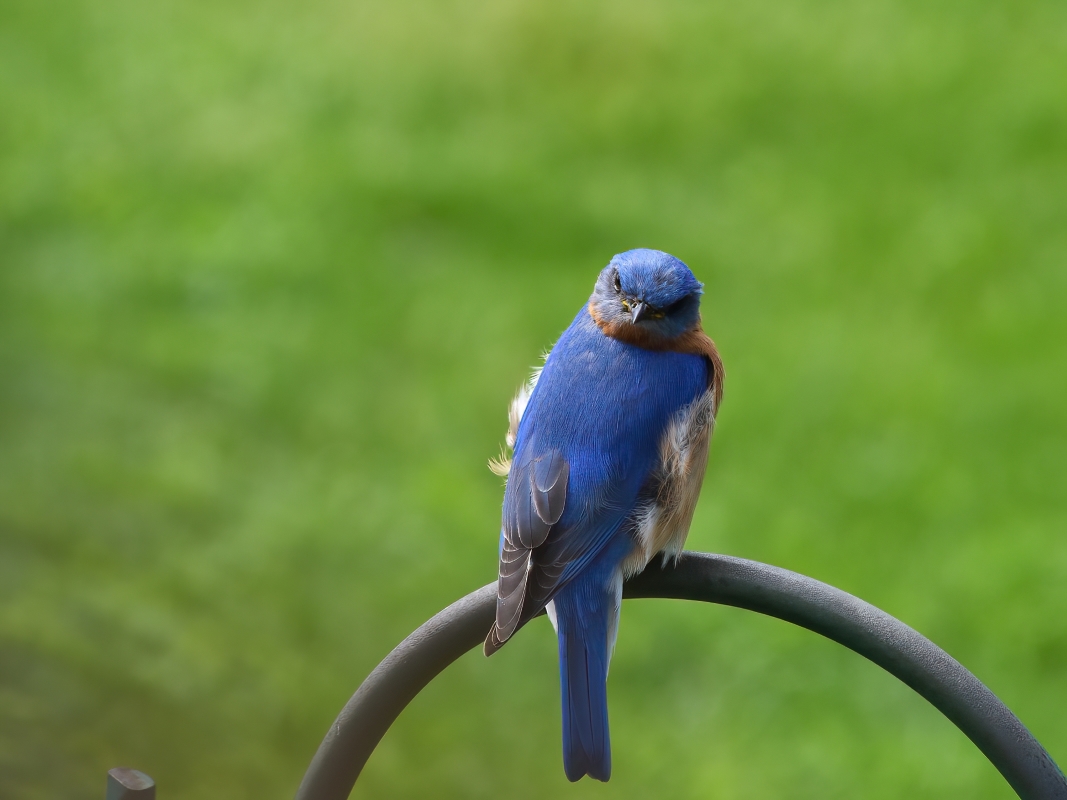 Unhappy Bluebird.jpeg