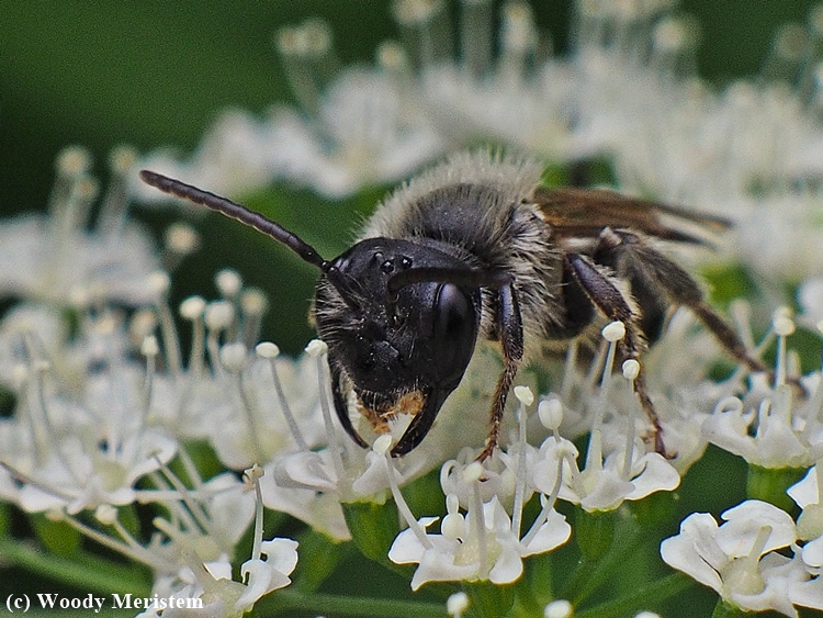 Unidentified Bee - 2.JPG