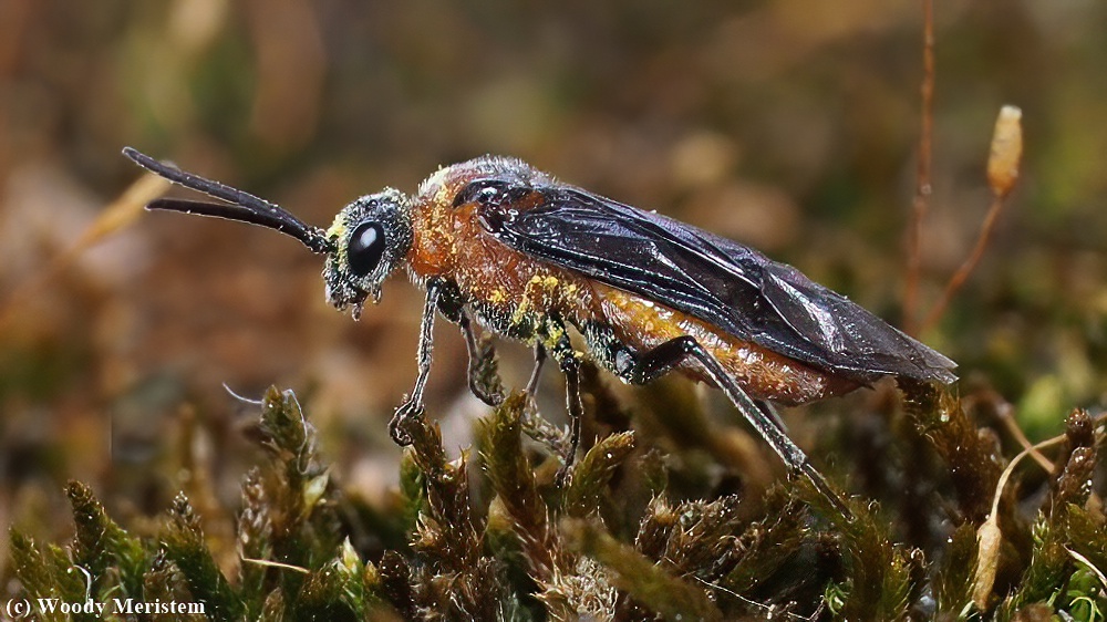 Unidentified Wasp.JPG