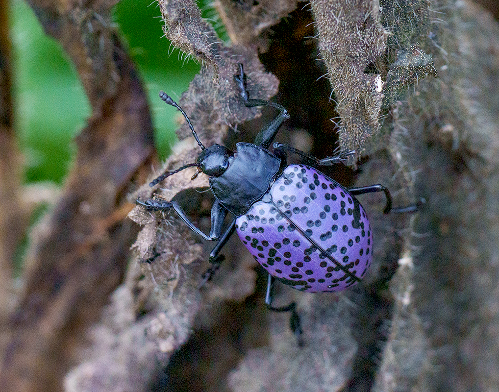 Unknown beetle DSC00662.jpg