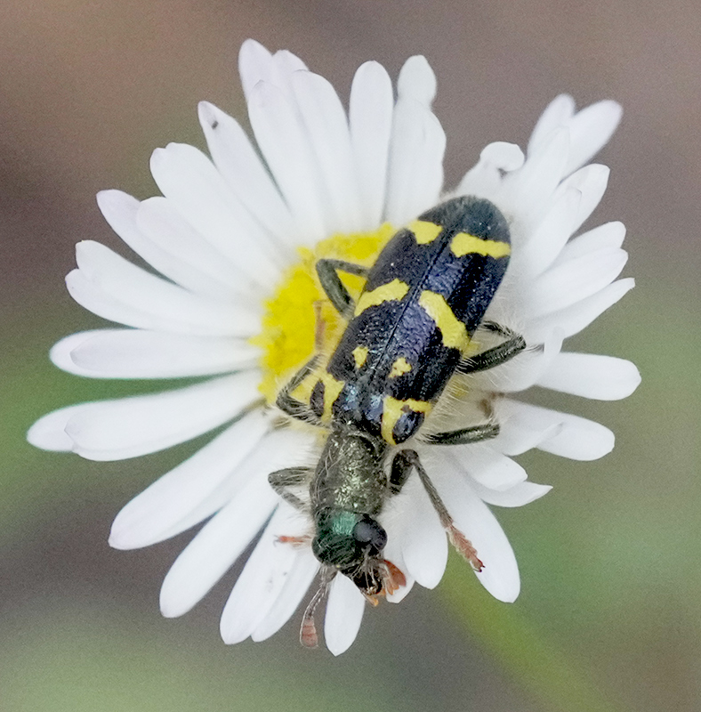 Unknown beetle DSC02789.jpg